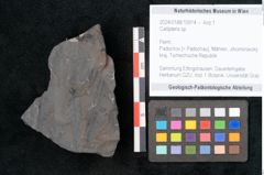 Foto (Objekt + Etikett) von Callipteris sp.  (NHMW-GEO-2024-0188-10914)
